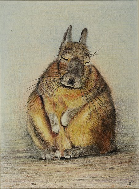 Fat rabbit